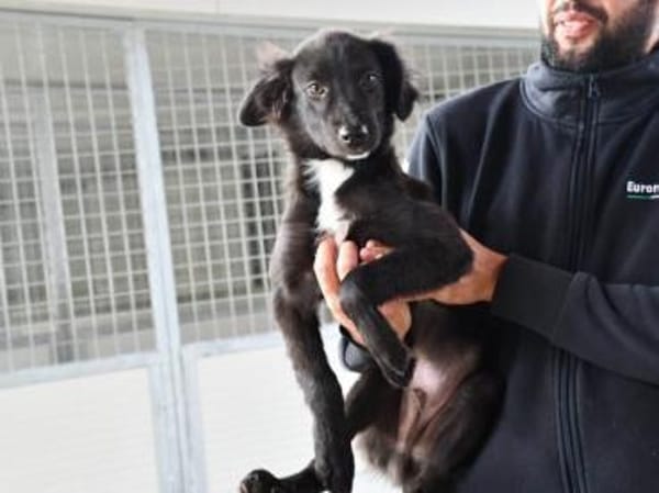 Nuccio wünscht sich Zuhause