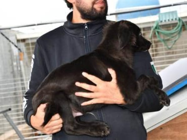 Nuccio wünscht sich Zuhause