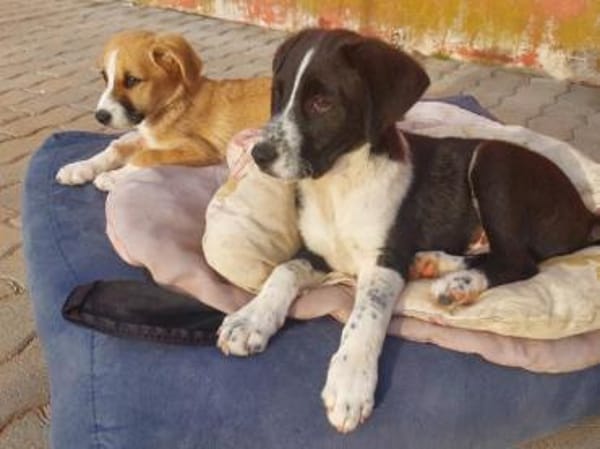 Paolina sucht ihre Familie