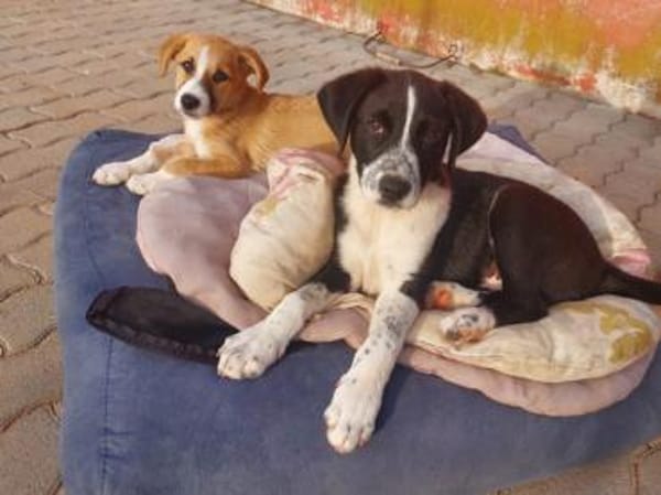 Paolina sucht ihre Familie