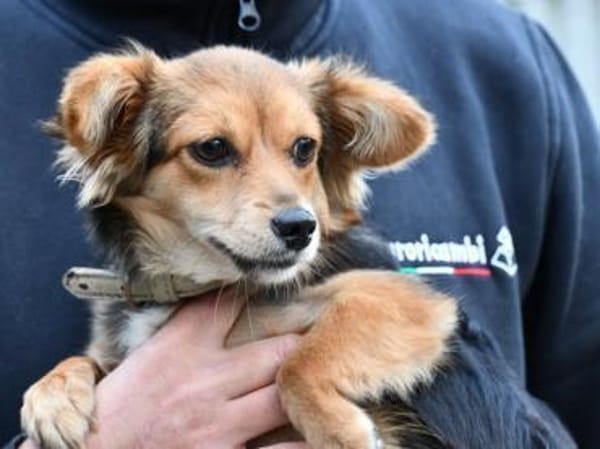 Piccola sucht gutes Zuhause