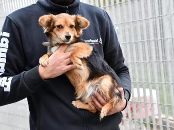 Piccola sucht gutes Zuhause