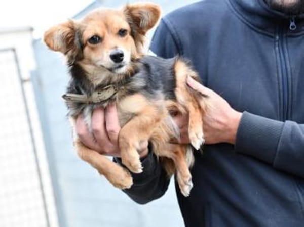 Piccola sucht gutes Zuhause