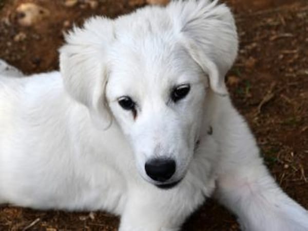 Möchten Sie Dony bei sich aufnehmen?