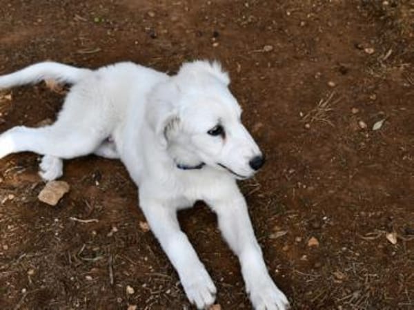 Möchten Sie Dony bei sich aufnehmen?