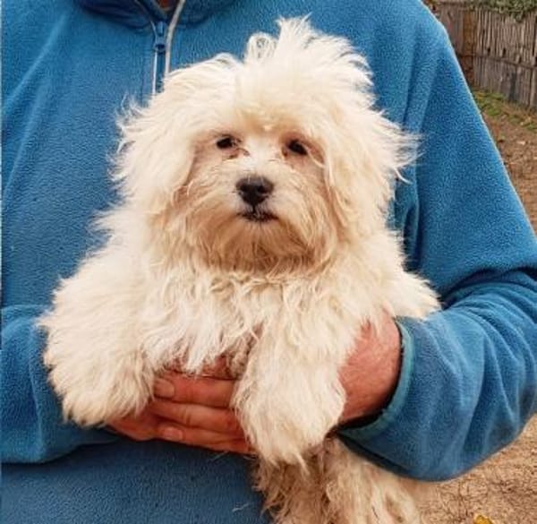 Jasper  20.12 auf Pflegestelle 34471