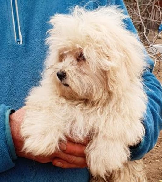 Jasper  20.12 auf Pflegestelle 34471