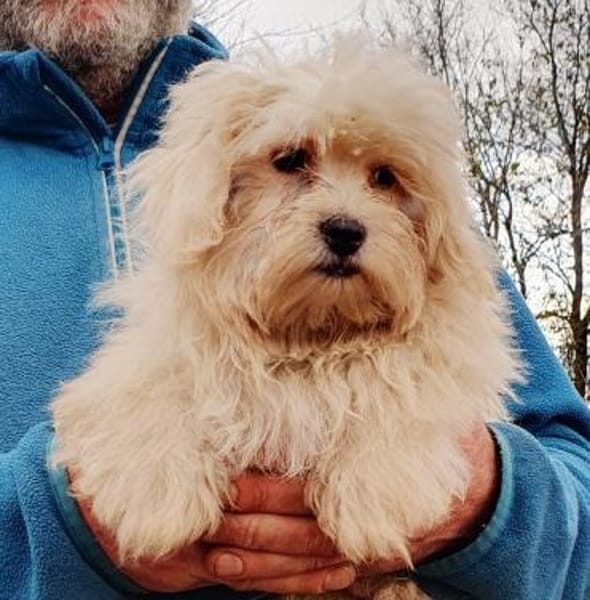 Jasper  20.12 auf Pflegestelle 34471