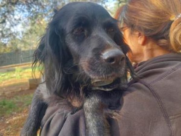 Kira sucht Familienanschluss