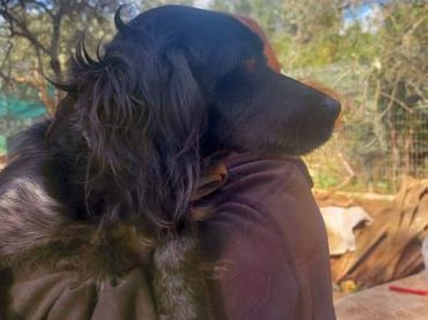 Kira sucht Familienanschluss