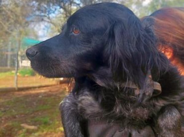 Kira sucht Familienanschluss