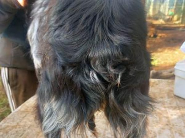 Kira sucht Familienanschluss