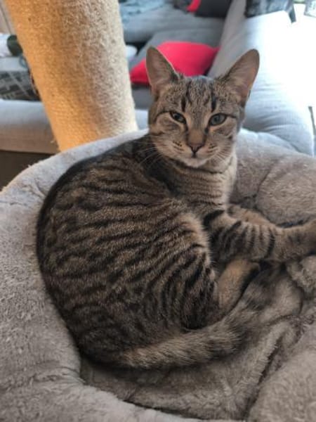 🐾 Kleiner Caramelo sucht Geborgenheit