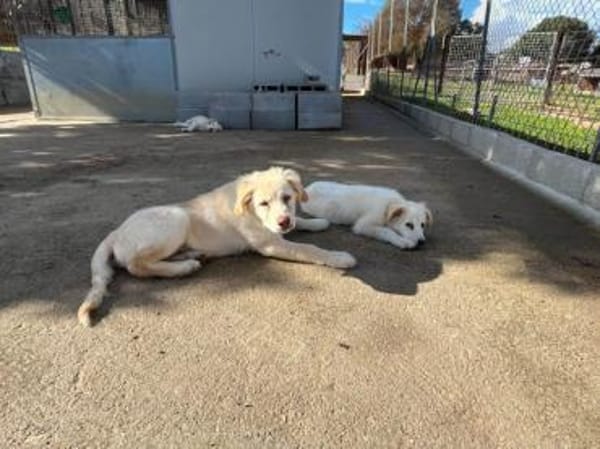 Qua möchte Sie begleiten