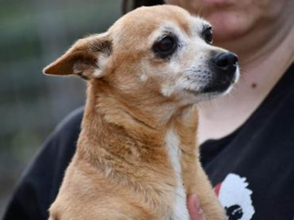 Mia sucht neue Familie