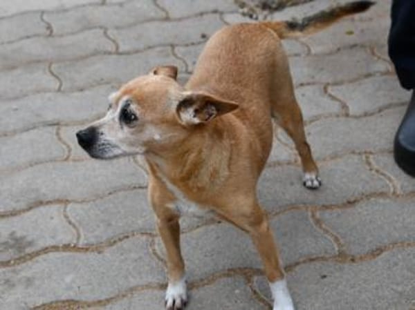 Mia sucht neue Familie