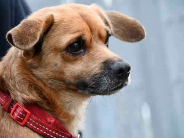 Liebenswerter Lollo sucht Zuhause