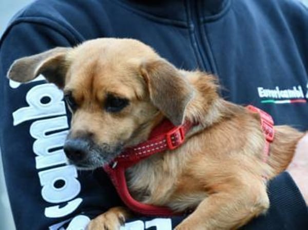 Liebenswerter Lollo sucht Zuhause