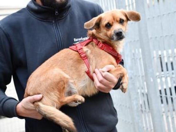 Liebenswerter Lollo sucht Zuhause