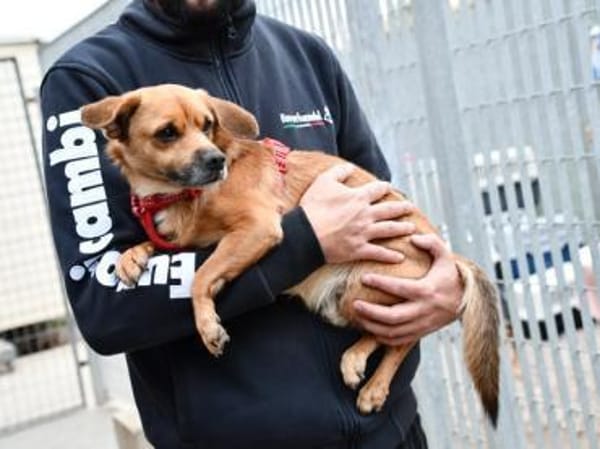 Liebenswerter Lollo sucht Zuhause