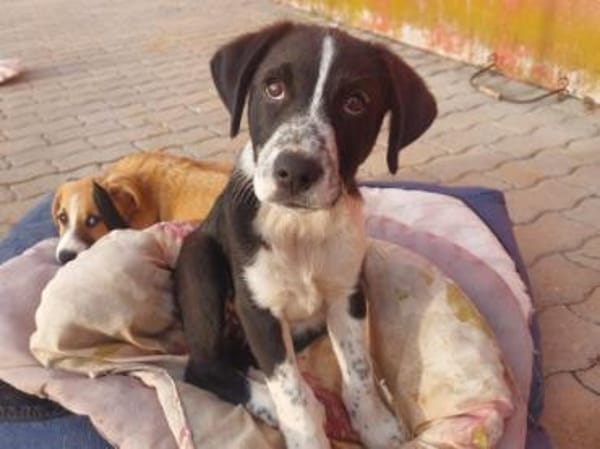 Paolino sucht Familienanschluss