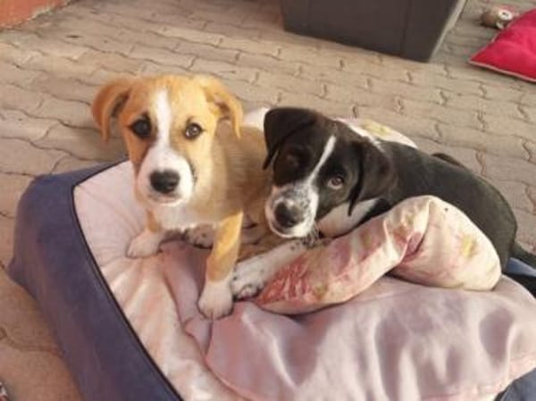 Paolino sucht Familienanschluss