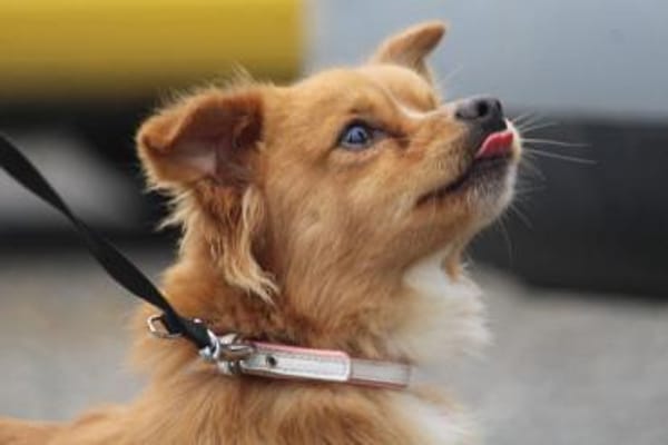 Pippinus ist süß, neugierig und putzig!!