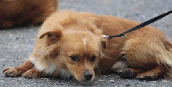 Pippinus ist süß, neugierig und putzig!!