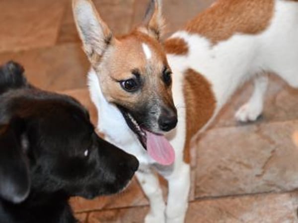 Leon sucht aktive Menschen