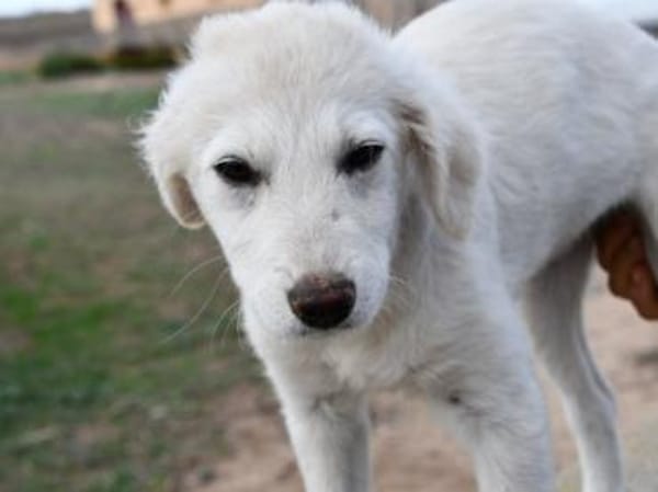 Süße Ila möchte Zuhause finden