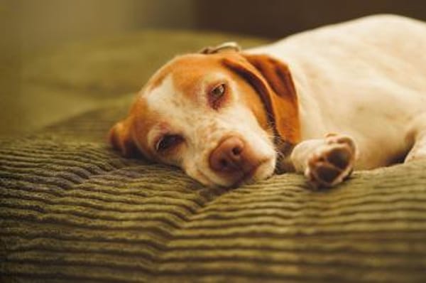 Emily - wartet in 04420 Markranstädt