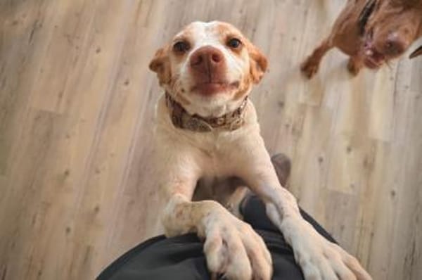 Emily - wartet in 04420 Markranstädt