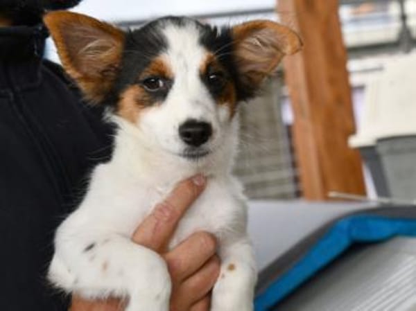 Luigi wünscht sich eigenes Zuhause