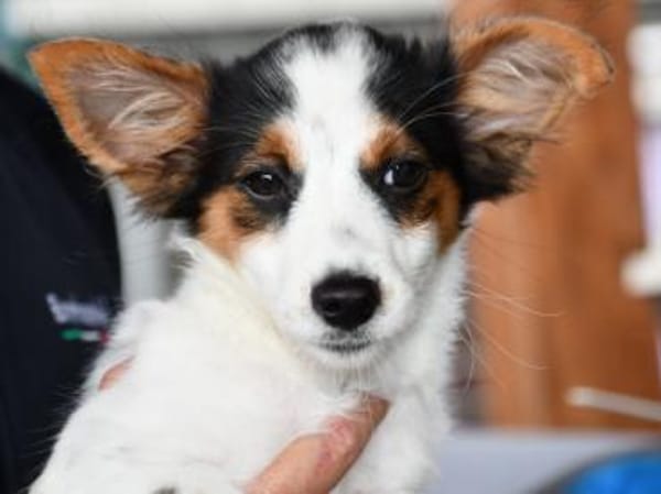 Luigi wünscht sich eigenes Zuhause