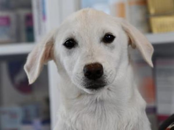 Möchten Sie Itria ein Zuhause geben?