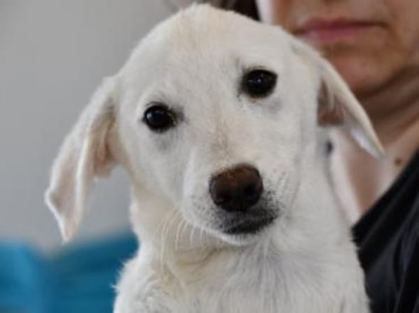 Möchten Sie Itria ein Zuhause geben?