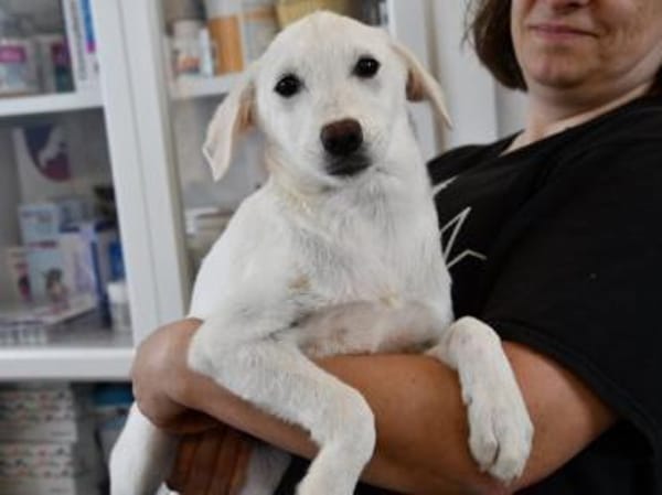 Möchten Sie Itria ein Zuhause geben?