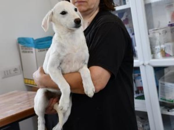 Möchten Sie Itria ein Zuhause geben?