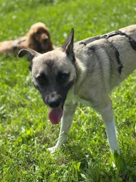 TIGER WOODS - charmant und lebenslustig