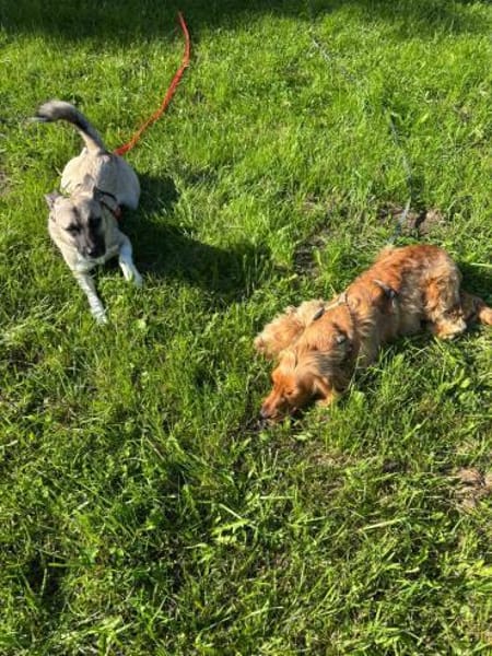 TIGER WOODS - charmant und lebenslustig