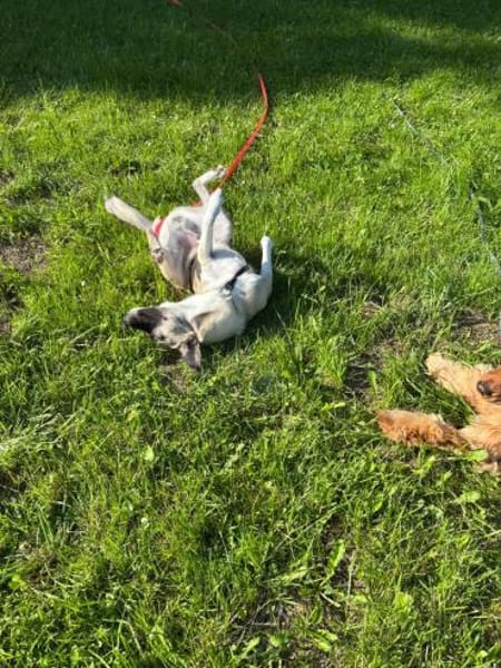 TIGER WOODS - charmant und lebenslustig