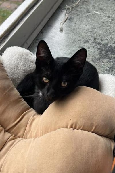 Klein♥Luno♥wartet schon in 22143 Hamburg