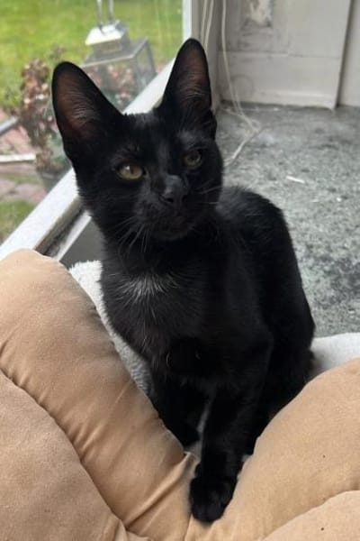 Klein♥Luno♥wartet schon in 22143 Hamburg