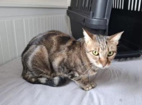 Opera ❤ ruhiges Zuhause für scheue Maus