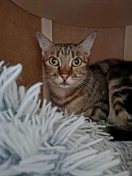 Opera ❤ ruhiges Zuhause für scheue Maus