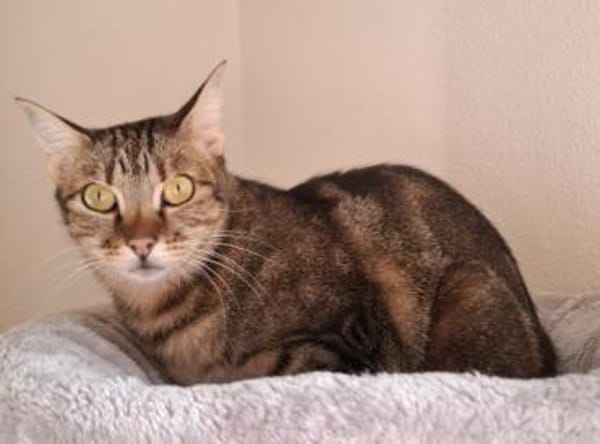 Opera ❤ ruhiges Zuhause für scheue Maus