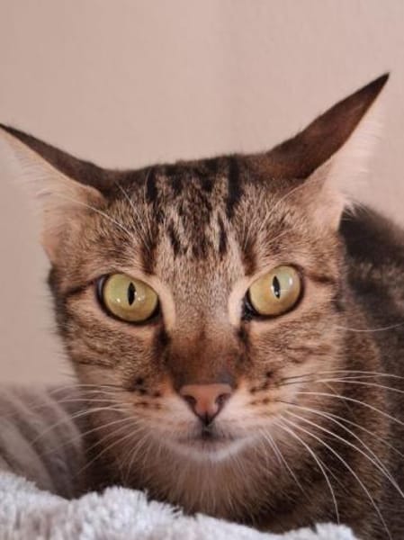 Opera ❤ ruhiges Zuhause für scheue Maus