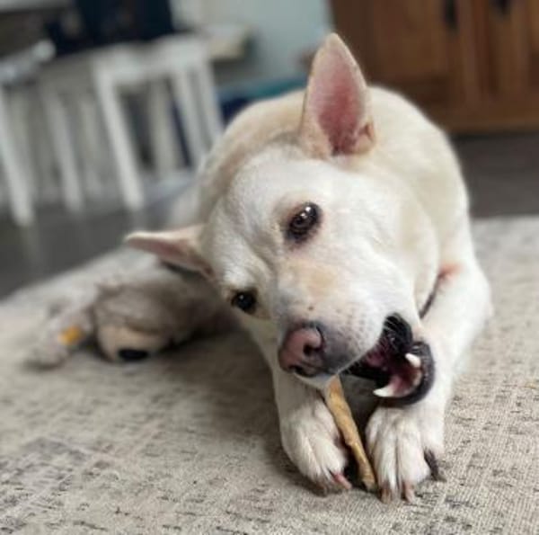 ALBINA - endlich ein ZUHAUSE ?!......