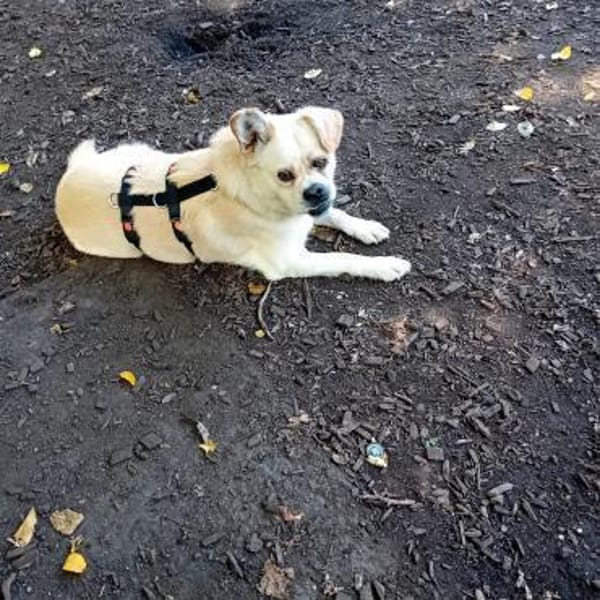 Nuscha - Engel auf 4 Pfoten