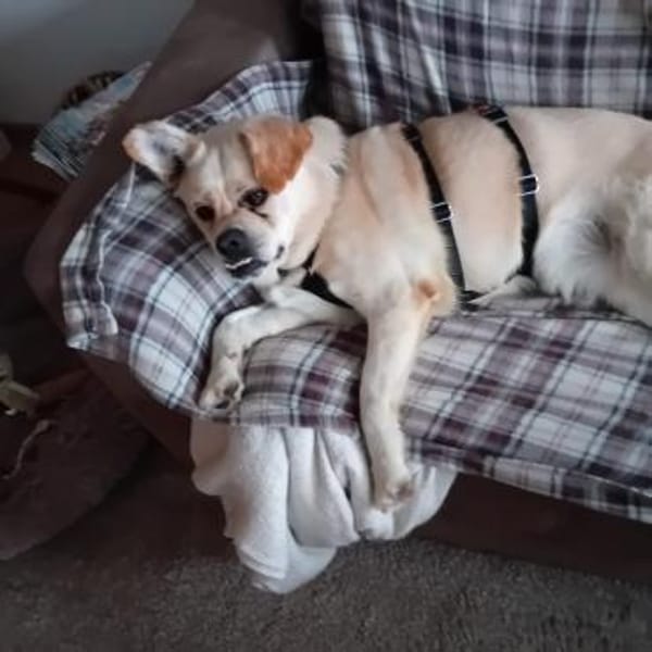 Nuscha - Engel auf 4 Pfoten